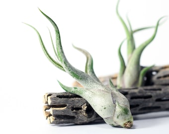 Tillandsia Caput Medusae Air Plant (small) // Hello Tilly Airplant