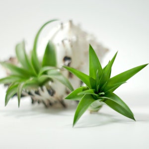 Tillandsia Brachycaulos Air Plant | Hello Tilly Airplant