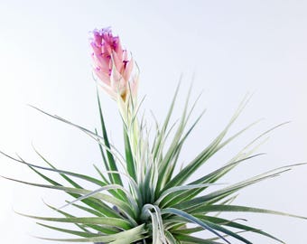 Tillandsia Houston Air Plant | T. Stricta x T. Recurvifolia Hybrid | Hello Tilly Airplant