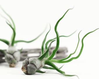 Tillandsia Bulbosa Air Plant | Hello Tilly Airplant