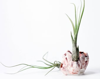 Tillandsia Butzii Air Plant (small) // Hello Tilly Airplant