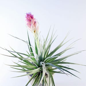 Tillandsia Houston Air Plant | T. Stricta x T. Recurvifolia Hybrid | Hello Tilly Airplant