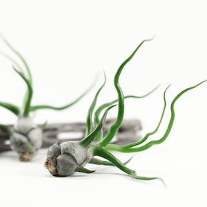 Tillandsia Bulbosa Air Plant | Hello Tilly Airplant