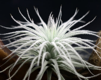 Tillandsia Tectorum | Rare Fuzzy Air Plant | Hello Tilly Airplant