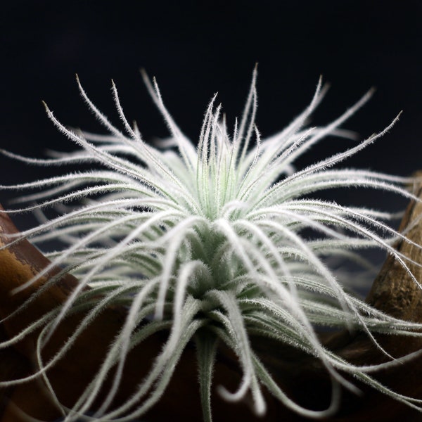 Tillandsia Tectorum | Rare Fuzzy Air Plant | Hello Tilly Airplant