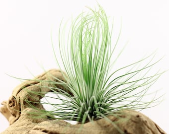 Tillandsia Andreana Air Plant // Hello Tilly Airplant