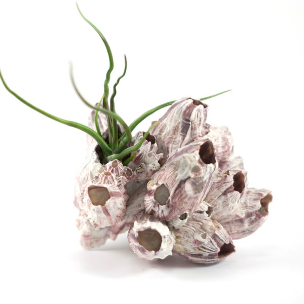 Natural Purple Barnacle Cluster | Hello Tilly AirPlant