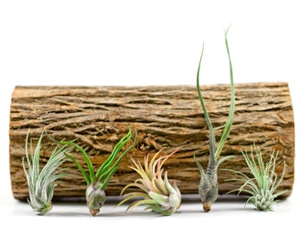 Group of 5 Assorted Tillandsias | Small Air Plants | Hello Tilly AirPlant