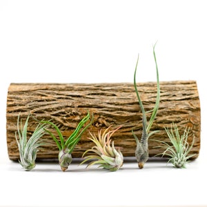 Group of 5 Assorted Tillandsias | Small Air Plants | Hello Tilly AirPlant