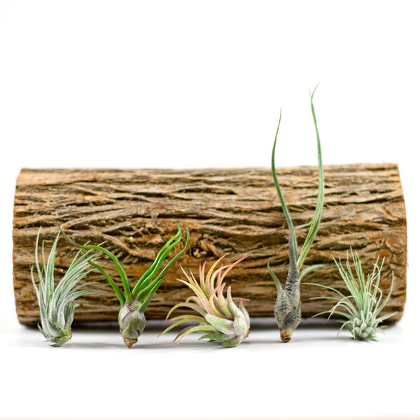 Group of 5 Assorted Tillandsias | Small Air Plants | Hello Tilly AirPlant