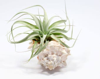 Natural Pink Murex shell // Hello Tilly AirPlant