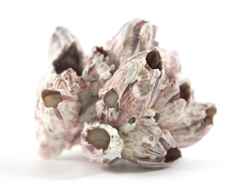 Natural Purple Barnacle Cluster | Hello Tilly Airplant