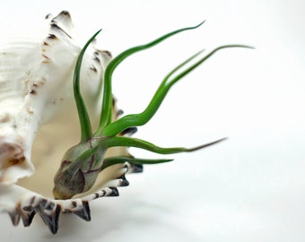 Tillandsia Bulbosa Air Plant (small) | Hello Tilly Airplant