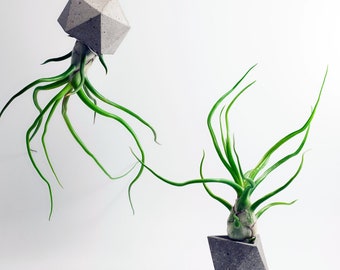 Tillandsia Bulbosa Belize Large Form Air Plant | Hello Tilly Airplant