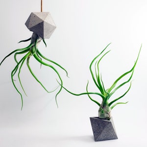 Tillandsia Bulbosa Belize Large Form Air Plant | Hello Tilly Airplant