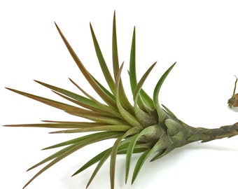 Tillandsia Tricolor v. Melanocrater Air Plant // Hello Tilly Airplant