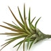 see more listings in the Air Plants section