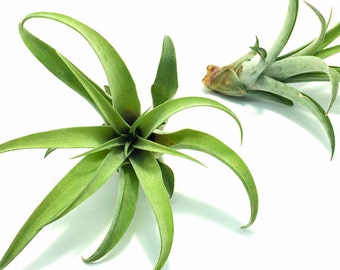 Tillandsia Capitata Peach Air Plant // Hello Tilly Airplant