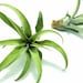 see more listings in the Air Plants section