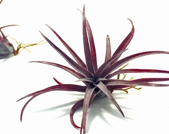 Tillandsia Capitata Dominican Republic | Rare Air Plant | Hello Tilly Airplant