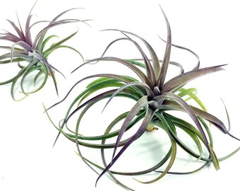 Tillandsia Aeranthos Purple Air Plant | Hello Tilly Airplant