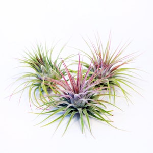 Tillandsia Ionantha 3 Pack Air Plants Hello Tilly Airplant image 4