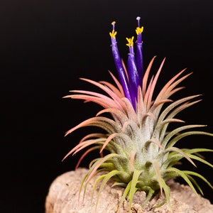 Tillandsia Ionantha Air Plant Hello Tilly Airplant image 3