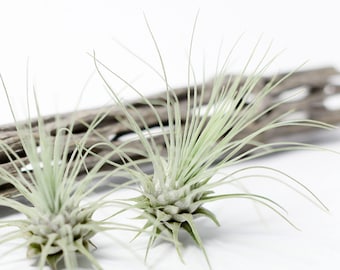 Tillandsia Fuchsii Air Plant | Hello Tilly Airplant