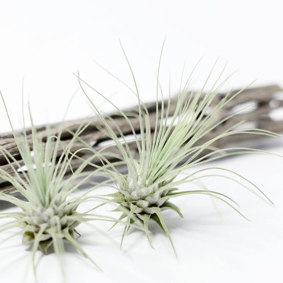 Tillandsia Fuchsii Air Plant | Hello Tilly Airplant - Etsy