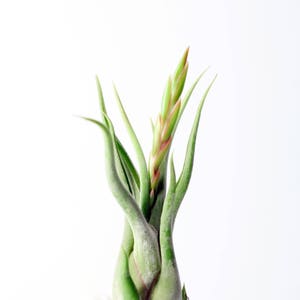 Tillandsia Caput Medusae Air Plant small // Hello Tilly Airplant image 2