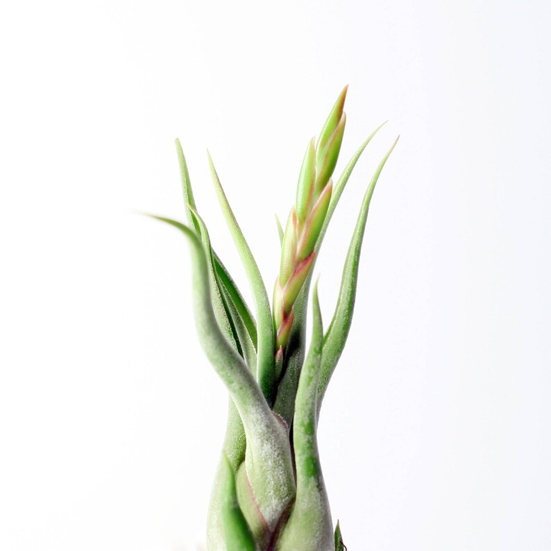 Tillandsia Caput Medusae Air Plant small // Hello Tilly Airplant image 2