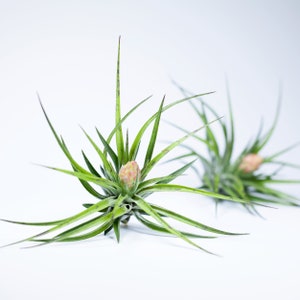 Tillandsia Houston Green Compact Air Plant | Hello Tilly Airplant
