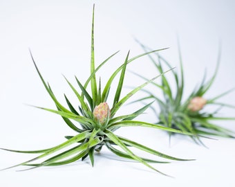 Tillandsia Houston Green Compact Air Plant | Hello Tilly Airplant