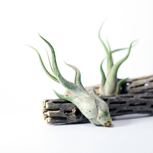 Tillandsia Caput Medusae Air Plant // Hello Tilly Airplant