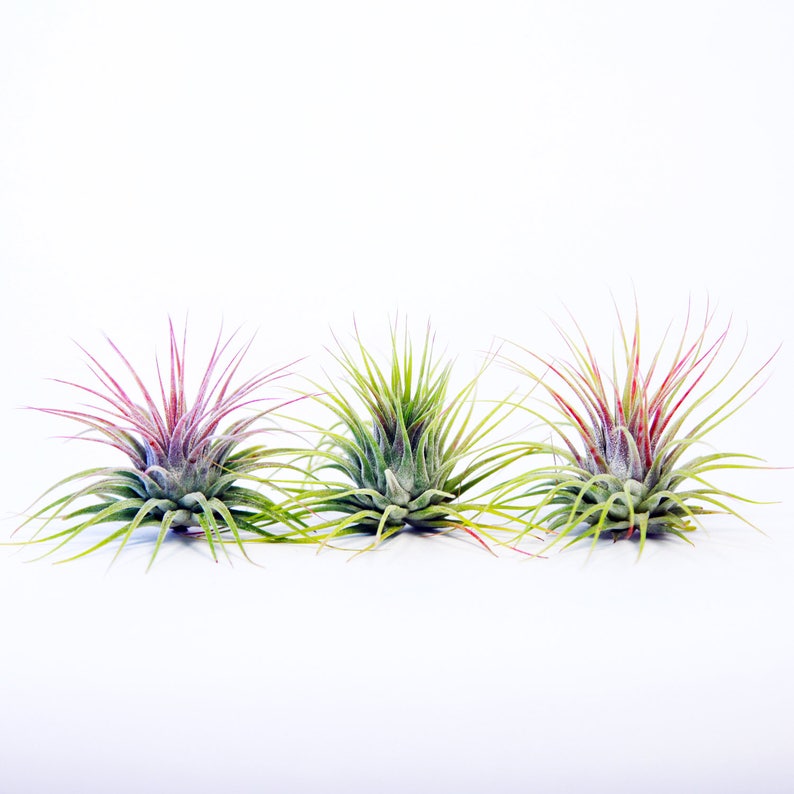 Tillandsia Ionantha 3 Pack Air Plants Hello Tilly Airplant image 3