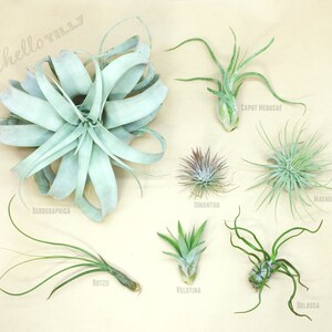 Tillandsia Starter Pack | Air Plants | Hello Tilly Airplants