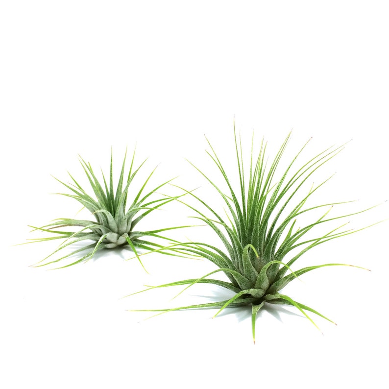 Tillandsia Ionantha Air Plant Hello Tilly Airplant image 2