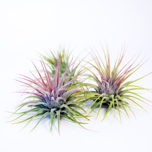 Tillandsia Ionantha (3 Pack) | Air Plants | Hello Tilly Airplant