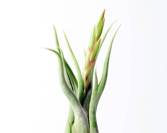 Tillandsia Caput Medusae Air Plant (large) | Hello Tilly Airplant