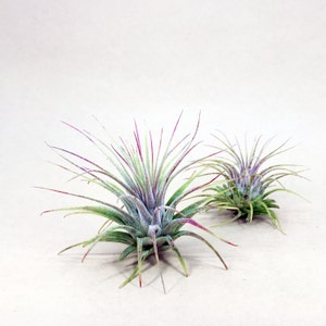 Tillandsia Ionantha Air Plant Hello Tilly Airplant image 1