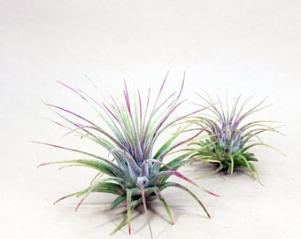 Tillandsia Ionantha Air Plant | Hello Tilly Airplant