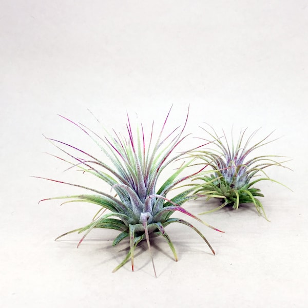 Tillandsia Ionantha Air Plant | Hello Tilly Airplant