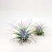 Jessyka reviewed Tillandsia Ionantha Air Plant | Hello Tilly Airplant