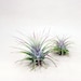 Tillandsia Ionantha Air Plant | Hello Tilly Airplant 