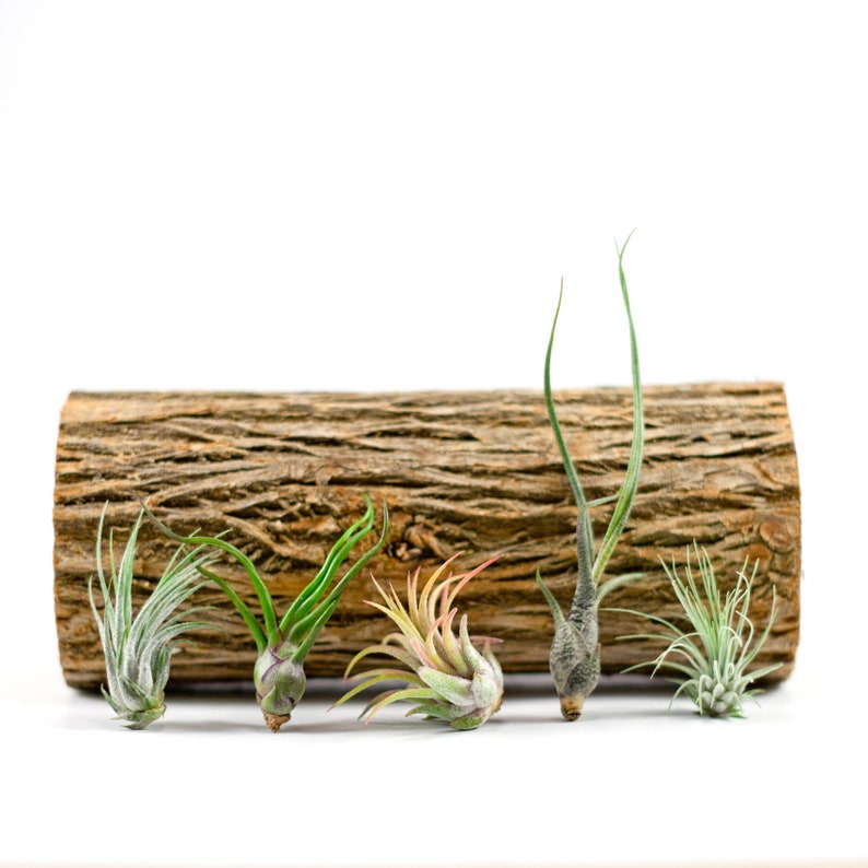 Group of 5 Assorted Tillandsias Small Air Plants Hello Tilly AirPlant image 1