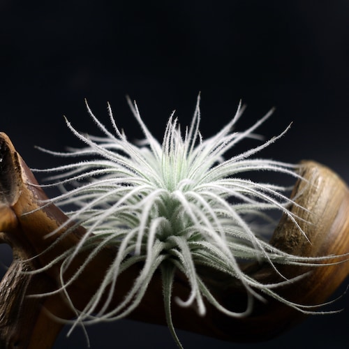 Tillandsia Tectorum | Rare Fuzzy Air Plant | Hello Tilly Airplant