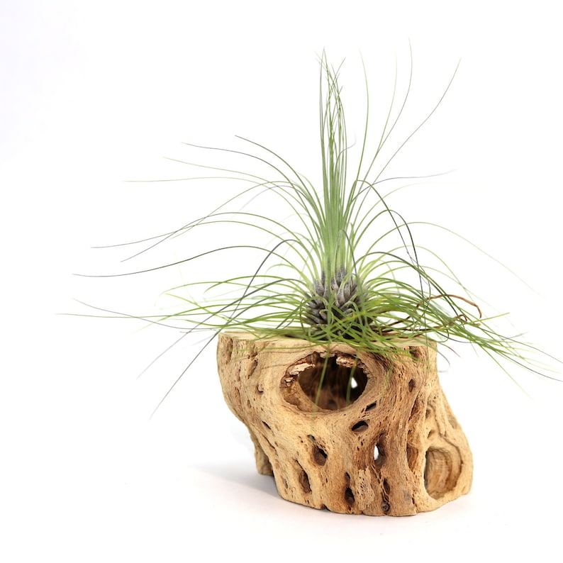Tillandsia Filifolia Air Plant // Hello Tilly Airplant - Etsy