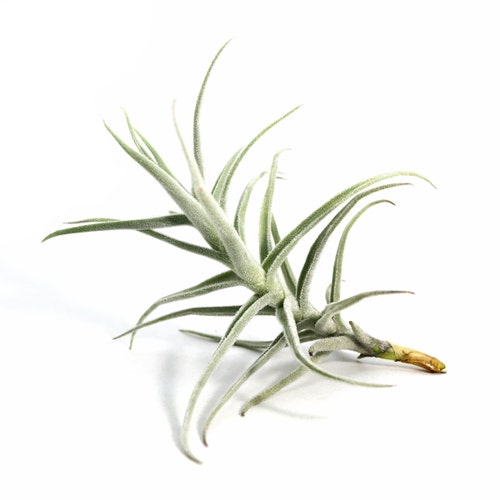 Tillandsia Paleacea Air Plant | Hello Tilly Airplant