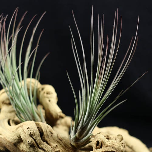 Tillandsia Juncea Air Plant | Hello Tilly Airplant