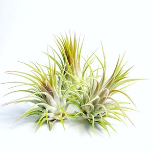 Tillandsia Ionantha 3 Pack Air Plants Hello Tilly Airplant image 2